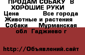 ПРОДАМ СОБАКУ  В ХОРОШИЕ РУКИ  › Цена ­ 4 000 - Все города Животные и растения » Собаки   . Мурманская обл.,Гаджиево г.